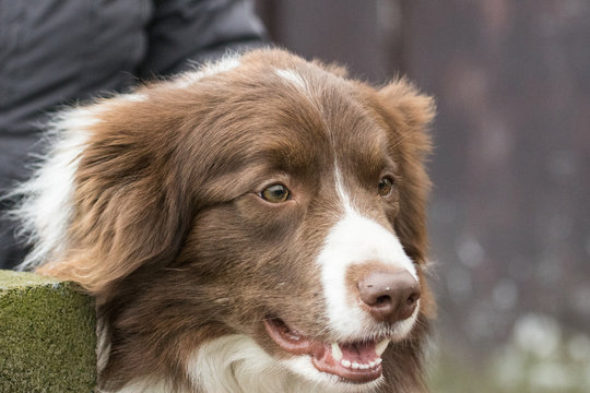 Border collie 