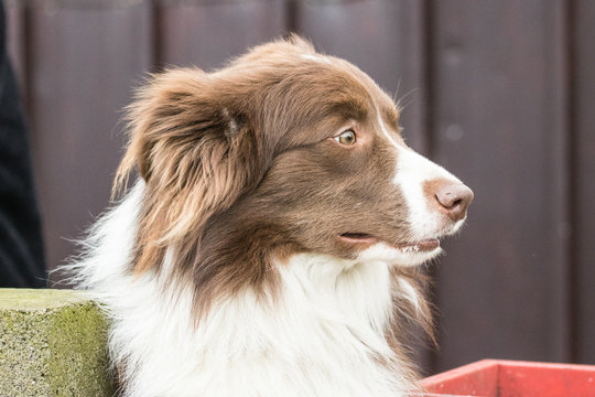 Border collie 