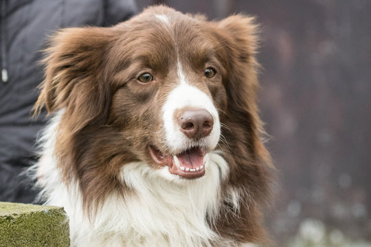 Border collie 