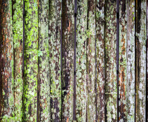 Grunge bamboo wall with green-white mold texture and background