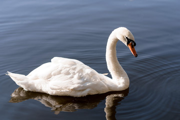 white beautiful Swan swimming in a lake