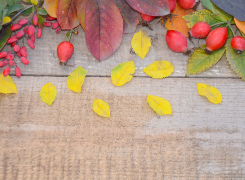 autumn leaves berries rose hips and barberry berries on old wooden Board