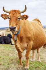 Cow on a field