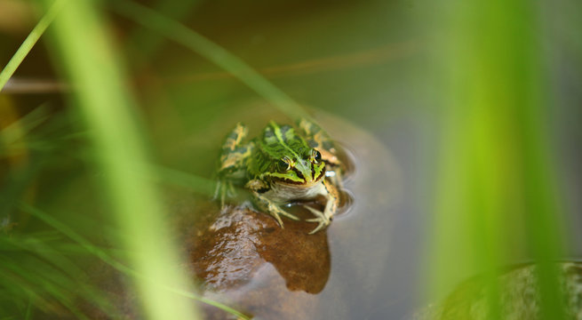 green frog sitting on a stone