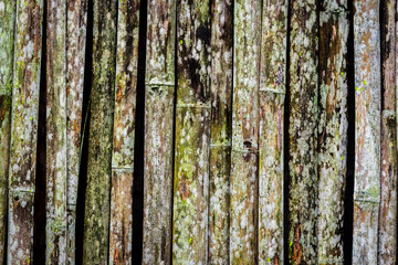 Fototapeta premium Grunge bamboo wall with green-white mold texture and background