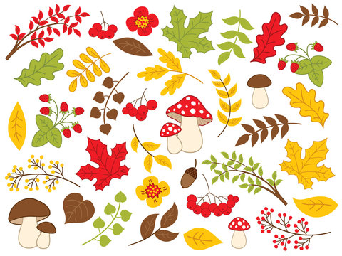 Vector Autumn Forest Set with Various Plants 