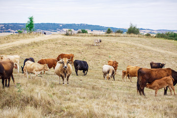 Obraz premium Cow on a field