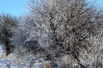 Trees covered with the hoarfrost