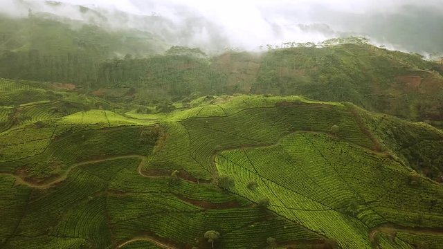Beautiful aerial view footage of tea plantations in the misty morning at Bandung regency, West Java, Indonesia. Shot in 4k resolution