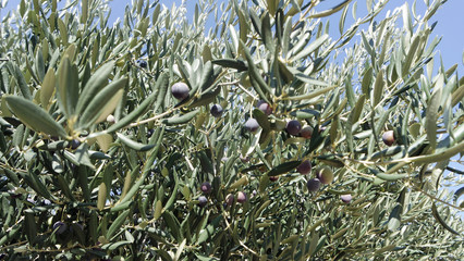 colorful plants from croatia in autumn