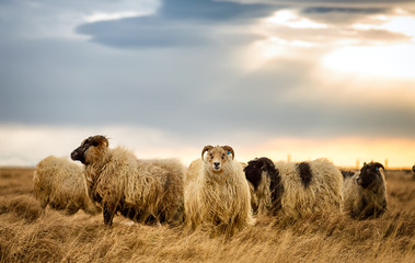 Rams grazing on a pasture in Iceland on a cloudy day - obrazy, fototapety, plakaty