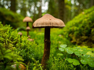 Brown mushrooms in a damp forest
