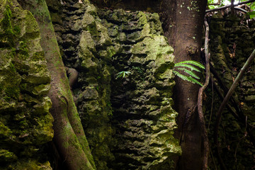 Tree roots on stone wall in forest