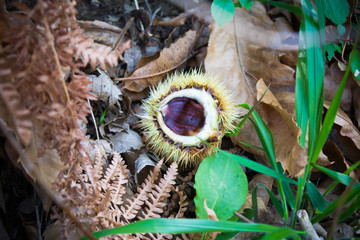 hedgehogs of chestnut on the ground in the mountains
