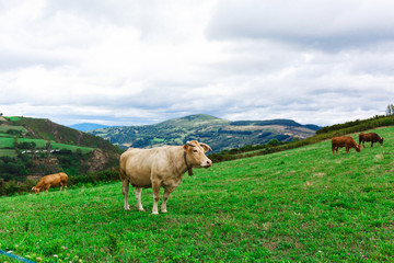 Cow on a field