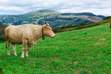 Naklejka premium Cow on a field