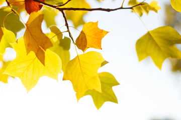 Colorful foliage. Autumn background