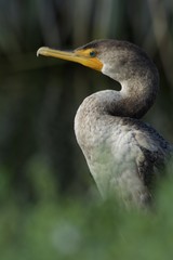 Double-crested Cormorant