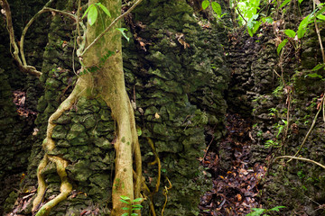 Tree roots on stone wall in forest