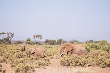 elephants in Samburu National Park, Kenya Africa