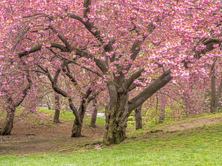 Central Park, New York City spring