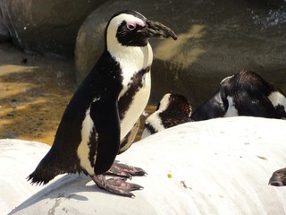 Single African Penguin