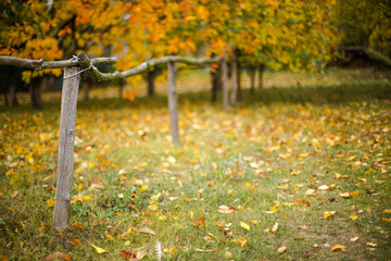 Autumn in the village. Wooden fence on a background of yellow trees.