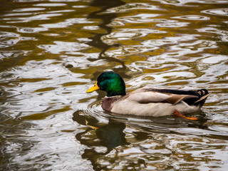A beautuful mallard duck swims around on a cool autumn day