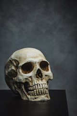skull on the table , still life