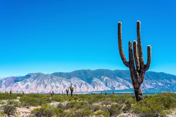 Los Cardones National Park in Salta, Argentina.