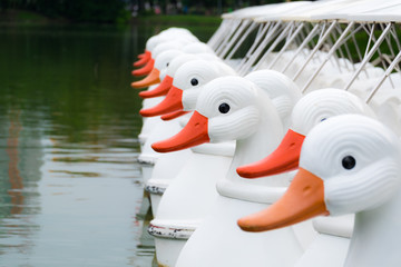 Duck pedal boats.
