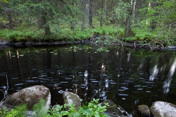 Small stream in mixed forest Finland nature