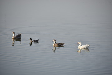 Fototapeta premium swimming duck in gadisar lake jaisalmer india