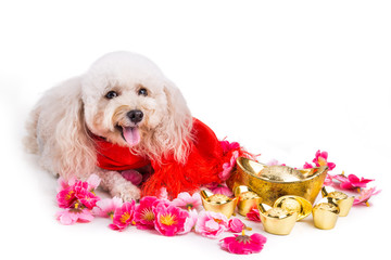 Dog in Chinese New Year festive setting in white background