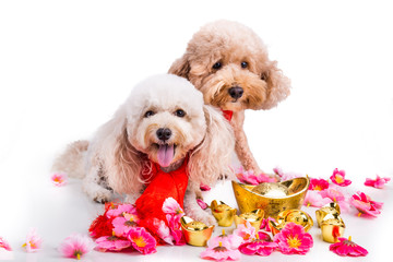 Dog in Chinese New Year festive setting in white background
