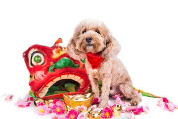 Dog in Chinese New Year festive setting in white background