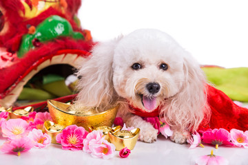 Dog in Chinese New Year festive setting in white background