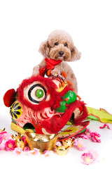 Dog in Chinese New Year festive setting in white background