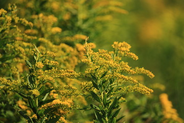 goldenrod