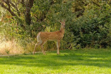 Young (a fawn) whitetail deer (odocoilus virginianus)