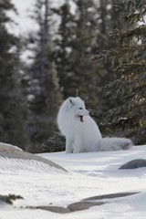 Obraz na płótnie Canvas Arctic fox (Vulpes Lagopus) in white winter coat sitting on snow and yawning