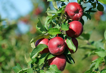Fresh red apples on the tree in harvest season
