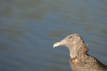 Curious Vulture