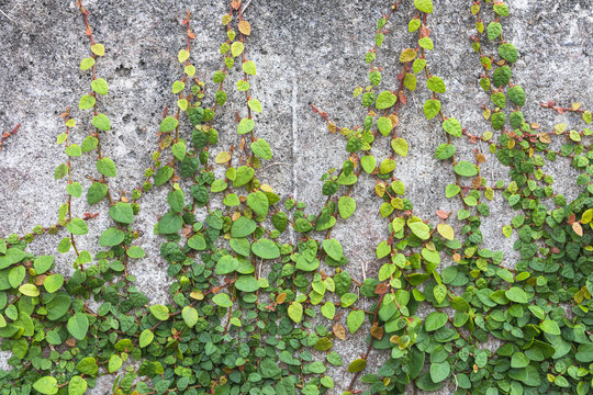つる植物 Photos Royalty Free Images Graphics Vectors Videos Adobe Stock