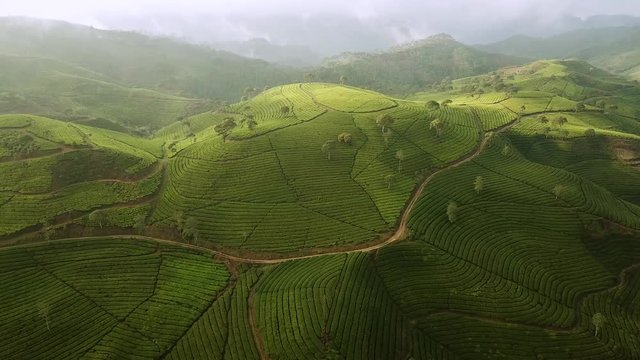Beautiful aerial view footage of tea plantation in the morning from a drone flying to left at Bandung regency highland, West Java, Indonesia. Shot in 4k resolution