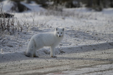 Arctic fox (Vulpes Lagopus) standing on the side of a gravel road near Churchill