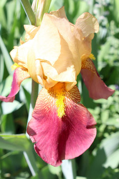 Pretty Iris Flower