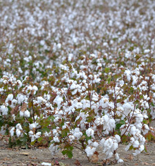 A field of mature cotton ready for harvest