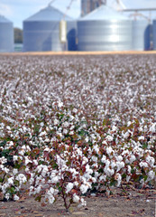 A field of mature cotton with farm buildings in the background