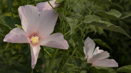 Close, Isolated View of Pale Pink Hibiscus Flowers with Yellow Centers, Green Leaves